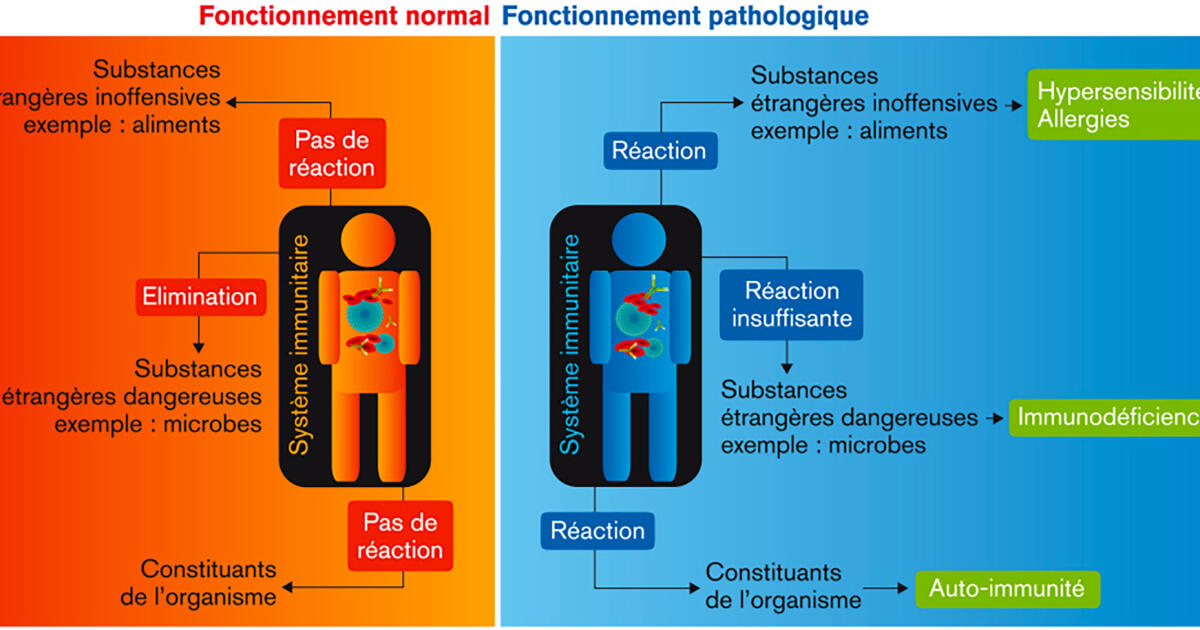 Schéma du fonctionnement normal et pathologique du système immunitaire ...