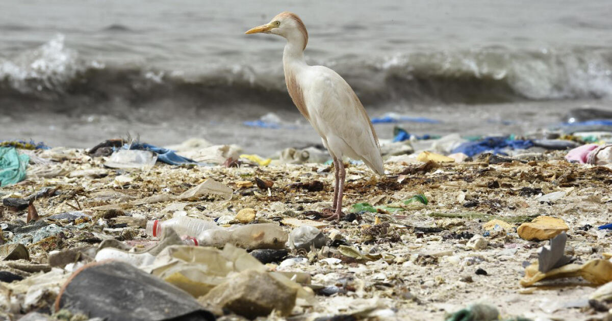 [FLE] Déchets plastiques dans le Pacifique : un 7e continent ? | Lumni ...